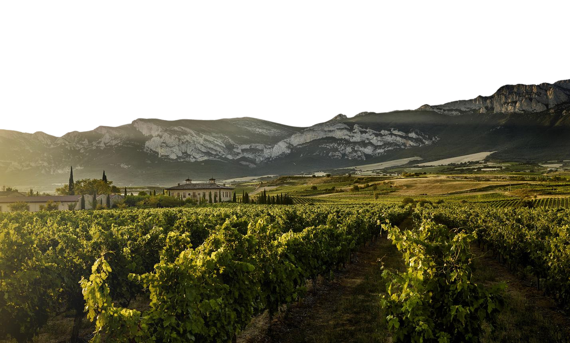 Viñedos de La Rioja Alta al atardecer, con la Sierra de Cantabria al fondo